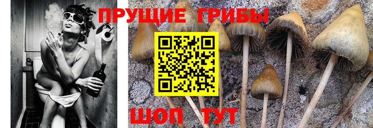 Галлюциногенные грибы Cubensis Волжский